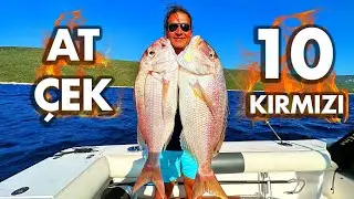 Dentex, Seabream, Porgy... Red Fish Frenzy