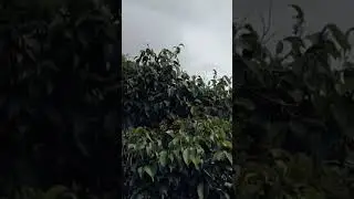 #nature