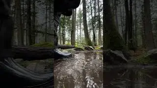 Trekking West Coast Rainforest: Puddle-Hopping Among Giants 🌲🚶‍♂️