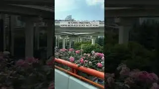 Вы только представьте, в Китае вдоль всех дорог растут розы!