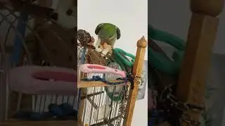 Собачка новая игрушка