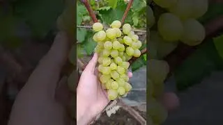 Виноград Рататуй саджанці 0992236946