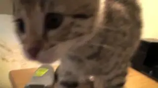 F1 Savannah cat, Amara Rose, play time