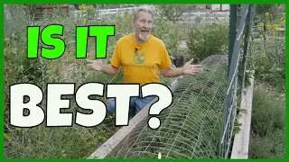The Best Tasting Strawberry (I Grow)