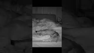 What our CAT does at night 🐈 Hidden night camera CCTV 