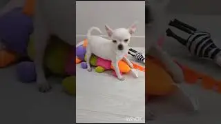 Чихуахуа, мальчик.