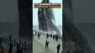 Огромная акула в Аральском море. Что она делала на глубине 3000 километров? И что у неё во рту?