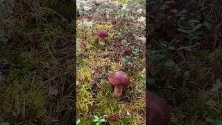 Такое ЧУДО не часто ВСТРЕТИШЬ! Белые грибы ЗАХВАТИЛИ НАС! Грибники В ШОКЕ! Сказочная Карелия Грибник
