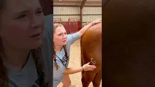 Beginner Vs Experienced Horse Owners! 🐴 #shorts #animals