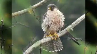 rapaci