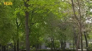 Повалені дерева та відключення світла — наслідки негоди на Полтавщині