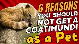 6 Reasons You Should NOT Get a Coatimundi as a Pet 🐾🚫