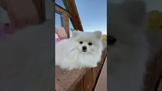 КАССИ УМЕЕТ ПЛАВАТЬ?