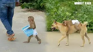 Smart Monkey Kako Carrying Basket Go Out Side With Mom And Ride Dog By The Way