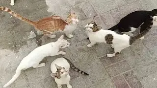 Funniest cats video 2025 😺🐈 Part 7 | Funny cat videos