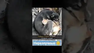 Собака и кошка 🐶🐱 