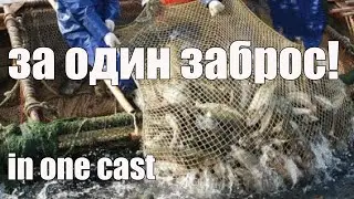 Рыбалка Кастинговой Сетью! Сколько можно поймать за один заброс? Casting net fishing! Лучший бросок!