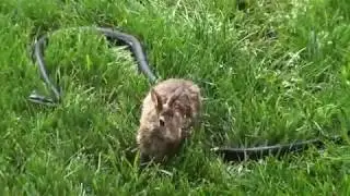Кролик против змеи |  Rabbit vs snake