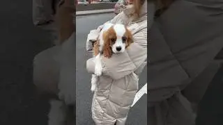 🐶🎾 Мальчик-Кавалерчик Лилия Гришаева нашёл свою семью ❤🏠 и уехал жить в г. Нальчик