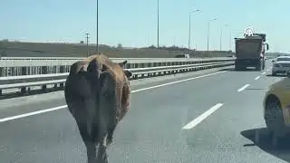İstanbul'da sahibinden kaçıp otoyola giren inek trafikte tehlike oluşturdu