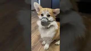 Barbie corg - А я сладкий пес 