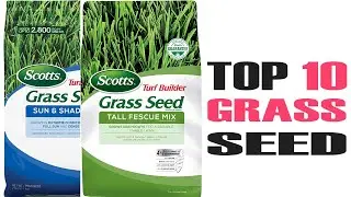 Discover the Top 10 Best Grass Seeds for a Lush Green Lawn | Ultimate Lawn Care Guide 2024
