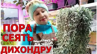 Дихондра- сеем, черенкуем, размножаем. Буду сохранять и преумнажать разные 