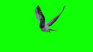 chroma key Pigeon // green screen pigeon