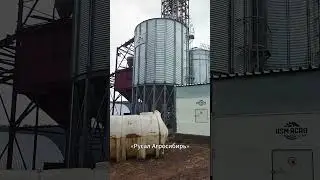 Силосы ASM-AGRO в Республике Хакасия #зерносушилка #силосы