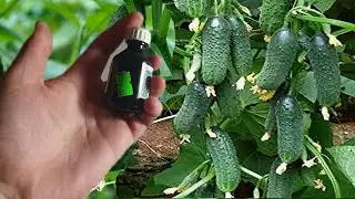 2 Капли и Огурцов нарастает Тонна ! Даже пожелтевшие огурцы снова позеленеют и заплодоносят!