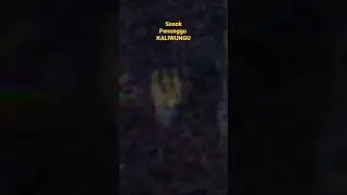 sosok penunggu Kaliwungu ❗❗