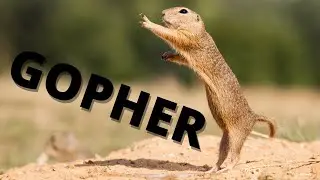 This will melt your heart! #shorts | Baby and Mama Gophers