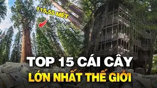 TOP 15 CÁI CÂY LỚN NHẤT THẾ GIỚI
