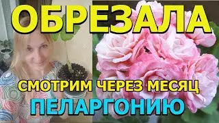Пеларгония после обрезки. Прошел 1 месяц. Как прищипывать герань