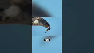 Они пьют кровь, но спасают жизни 