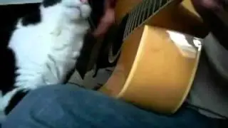 кот гитарист.flv