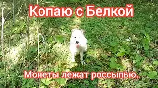 Копаем с собакой Белкой 😆. Коп с новой Тёркой. 😎✌️