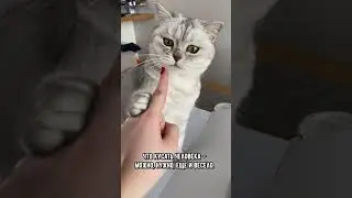 Никогда не совершайте эту ошибку в воспитании котика 