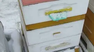 зимовка пчел на воле без зимних подкормок и с максимальной экономией кормов