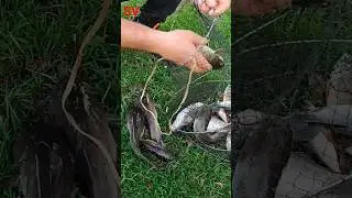 Сом Американский сорная рыба рыбалка на частном озере. 7.04.2024. 