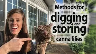 Digging Up and Storing Canna Bulbs and Dividing Them