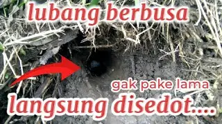 Mancing belut di lubang berbusa langsung disedot 