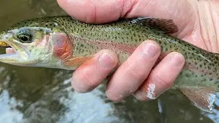 Tiny Creek Fishing