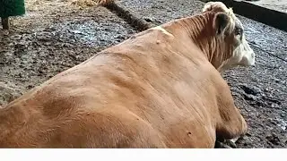 Напугалась думала телка🐄 не поднимется 🥺. Остригла соседский виноград 🍇