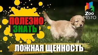 Полезно знать с ZooMISTO | Ложная щенность