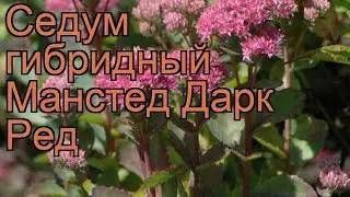 Седум гибридный Манстед Дарк Ред 🌿 обзор: как сажать, рассада седума Манстед Дарк Ред