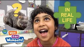 What is a Wombat? | Work It Out Wombats! on PBS KIDS