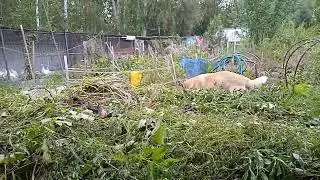 ОПЯТЬ ГРОЗЫ!! РАБОТА НЕ ПРЕКРАЩАЕТСЯ. ПРОПОЛКА!!