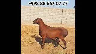 ДАСТАФКА БОР ЗОТИ ХИСОРИ МАНЗИЛ СУРХОНДАРЁ ☎️+998 88 667 07 77