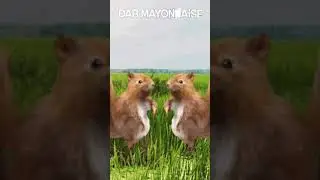 Acorn